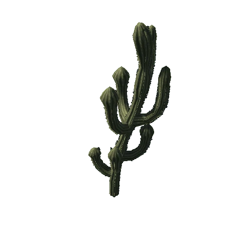 Cactus 04